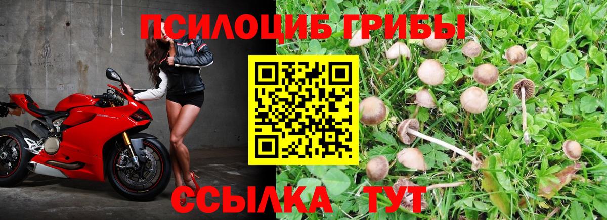 Галлюциногенные грибы Psilocybine cubensis Североуральск